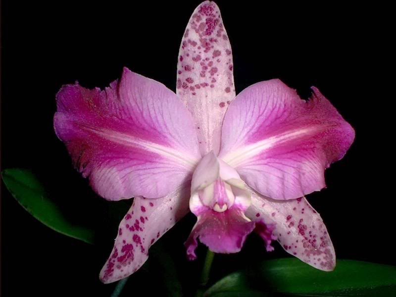 Lc. (Lc. Cinnamon Stick 'Hot Spots' X C. Gene May 'Embe...