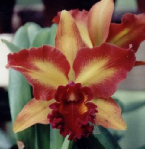 Lc. Mary Ellen Carter 'Dixie Hummingbird' HCC/AOS