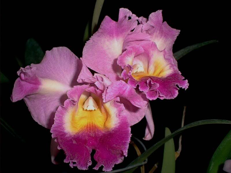 Lc. Prism Palette 'The Clown' HCC/AOS