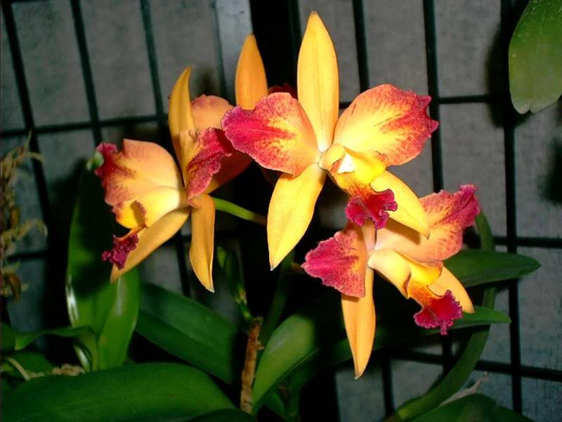 Lc. Straight Answer 'No Question'