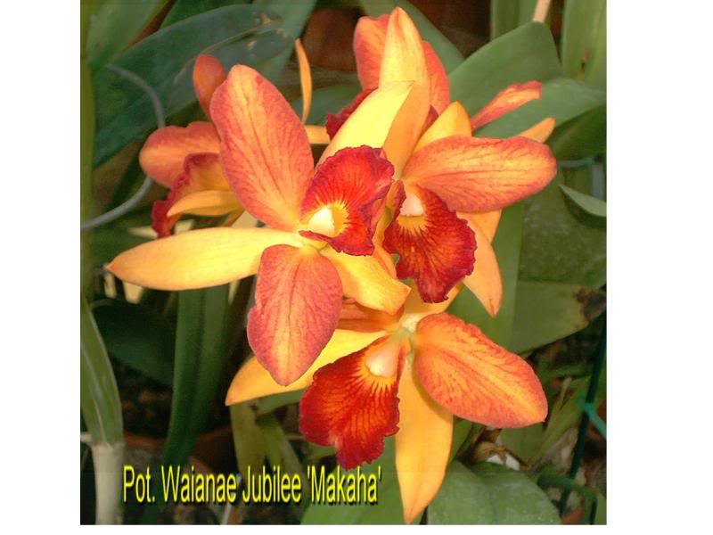 Pot. Waianae Jubilee 'Makaha'