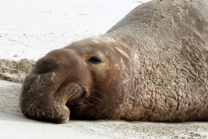 Elephant Seal-Ano Nuevo, CA