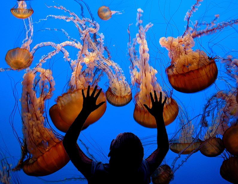 Monterey Aquarium, CA