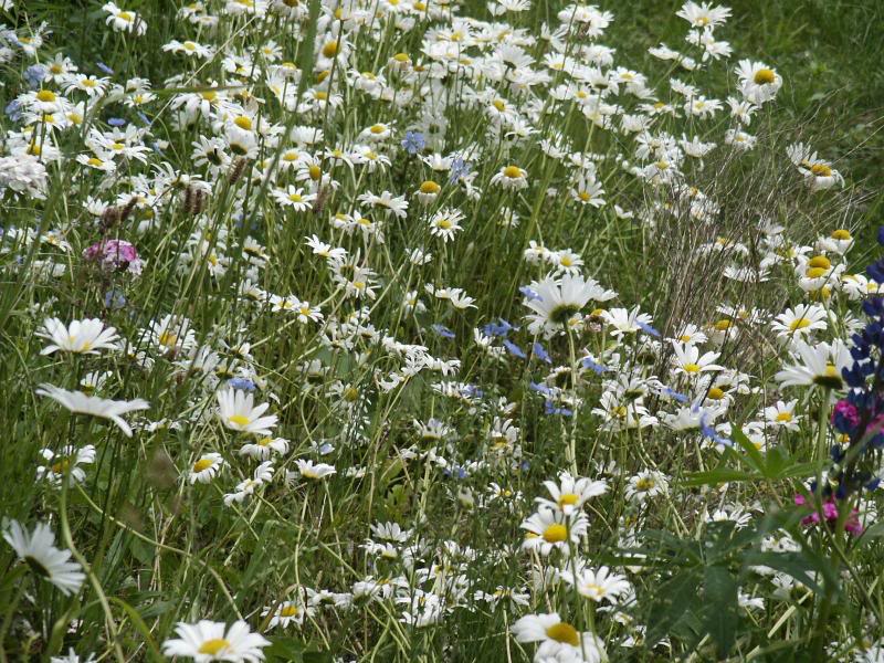 122imJun-26-200 4-14-06 -- Wild flowers and Dasies