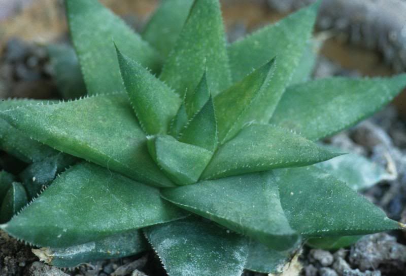 Haworthia angustifolia fa. baylissii, Oudekraal, Somer...