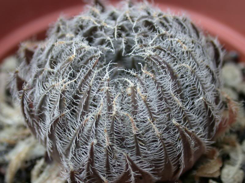 Haworthia arachnoidea var. aranea, De Rust near Matjies...
