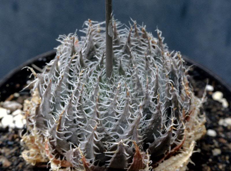 Haworthia arachnoidea