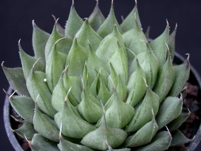 Haworthia aristata ES3233