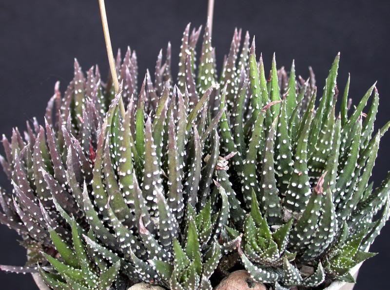 Haworthia attenuata fa. britteniana
