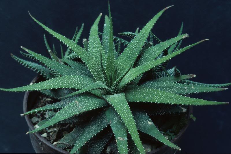 Haworthia attenuata fa. clariperla