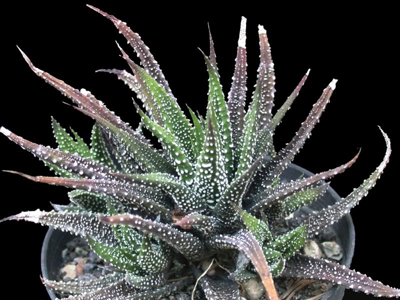 Haworthia attenuata var. argyrostigma