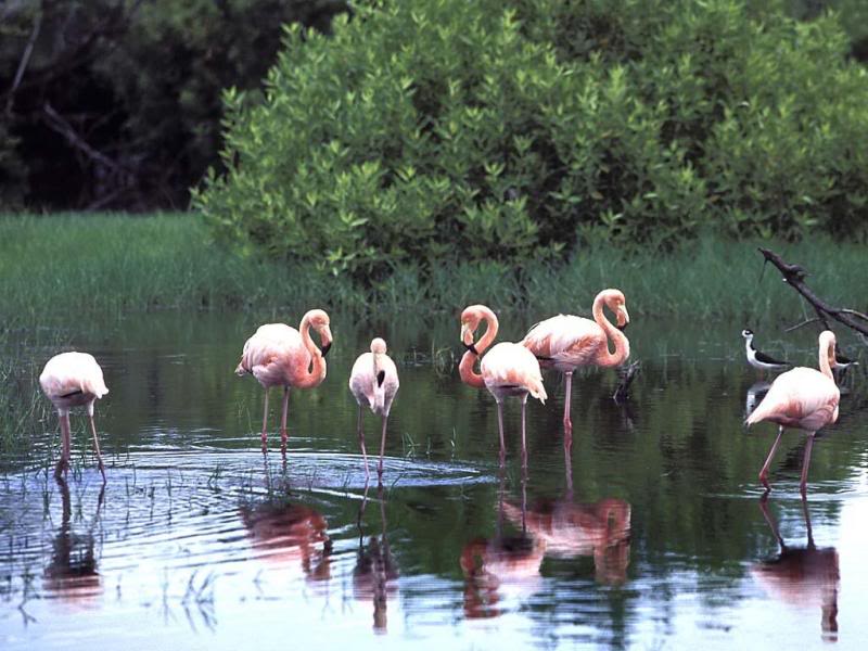 02.Travel Galapagos Islands Ecuador flamingos