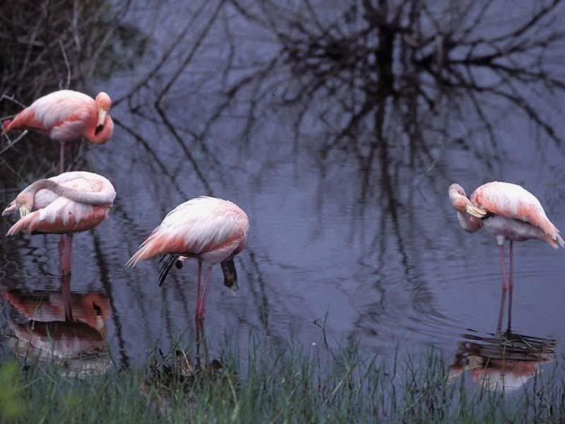 03.Travel Galapagos Islands Ecuador flamingos