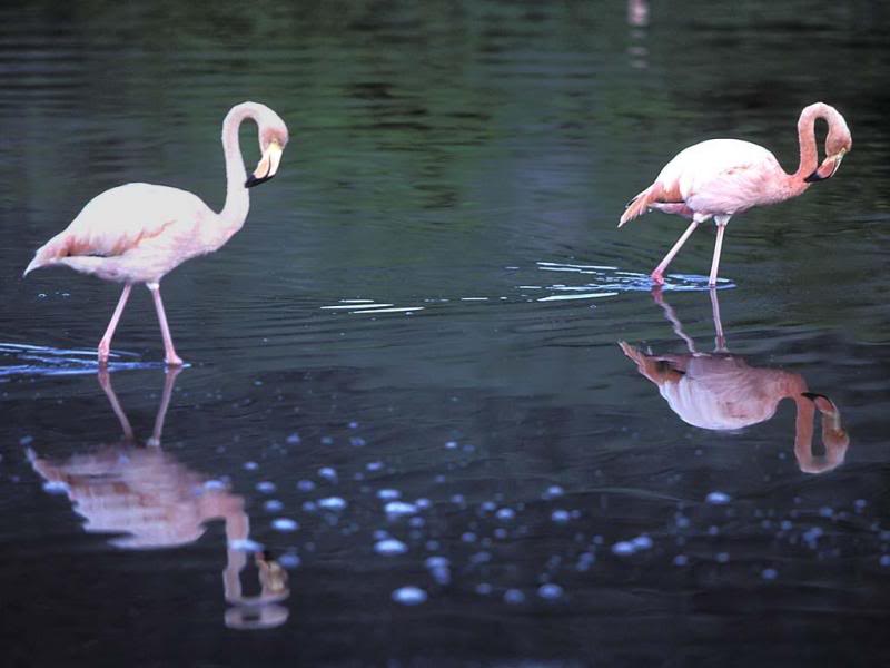 04.Travel Galapagos Islands Ecuador flamingos