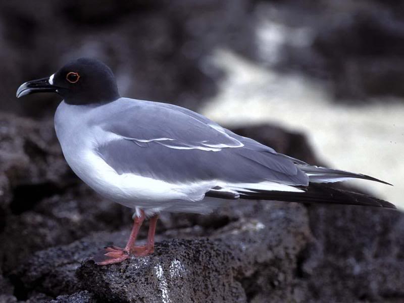05.Travel Galapagos Islands Ecuador Mouette