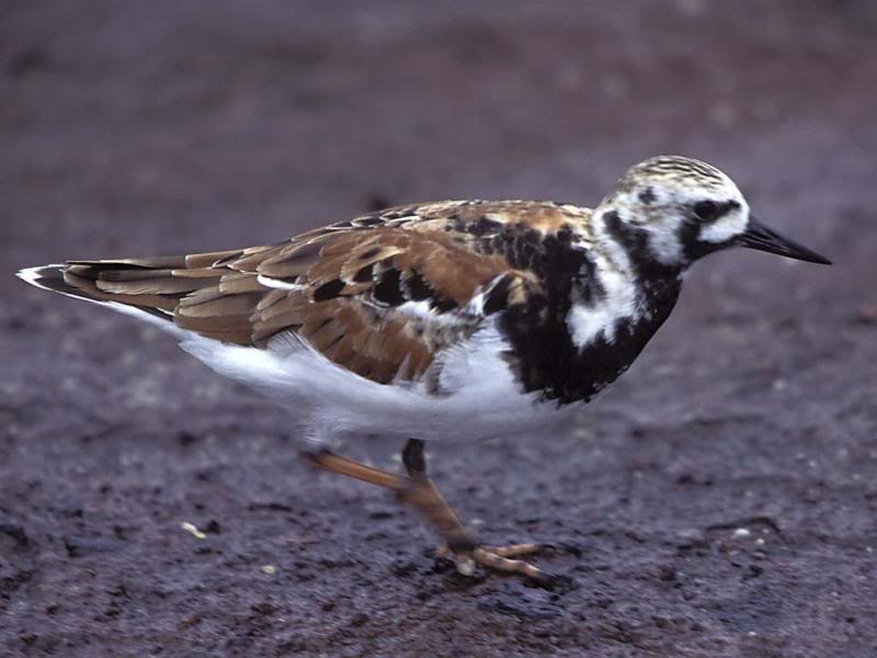 06.Travel Galapagos Islands Ecuador Bird