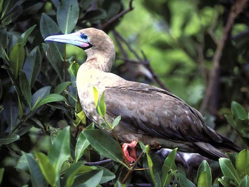 07.Travel Galapagos Islands Ecuador Fou � pattes rouge...