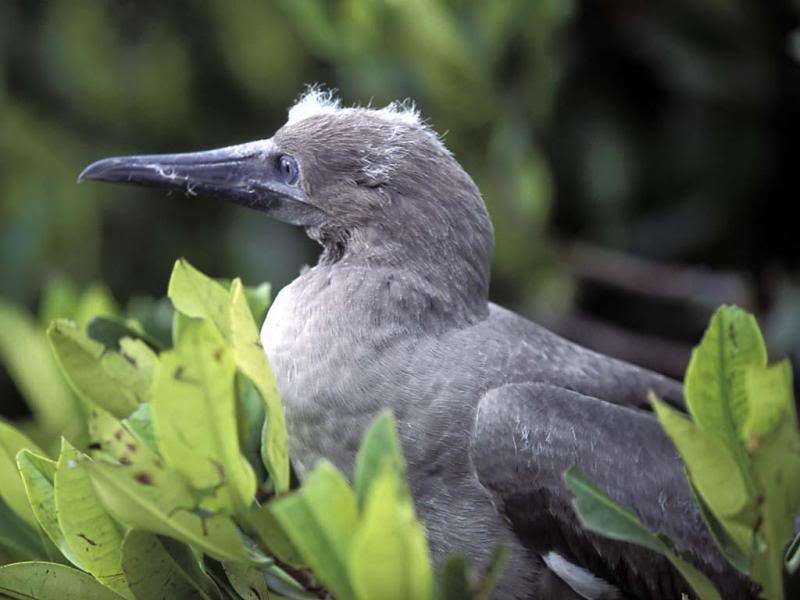 08.Travel Galapagos Islands Ecuador Fou � pattes rouge...