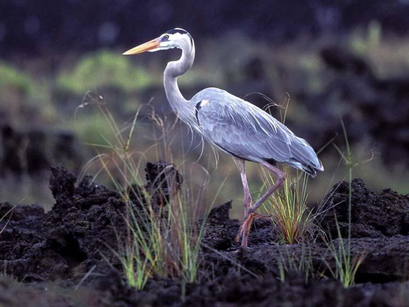 09.Travel Galapagos Islands Ecuador Heron