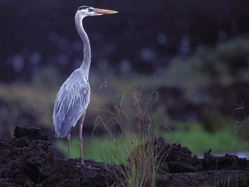 10.Travel Galapagos Islands Ecuador Heron