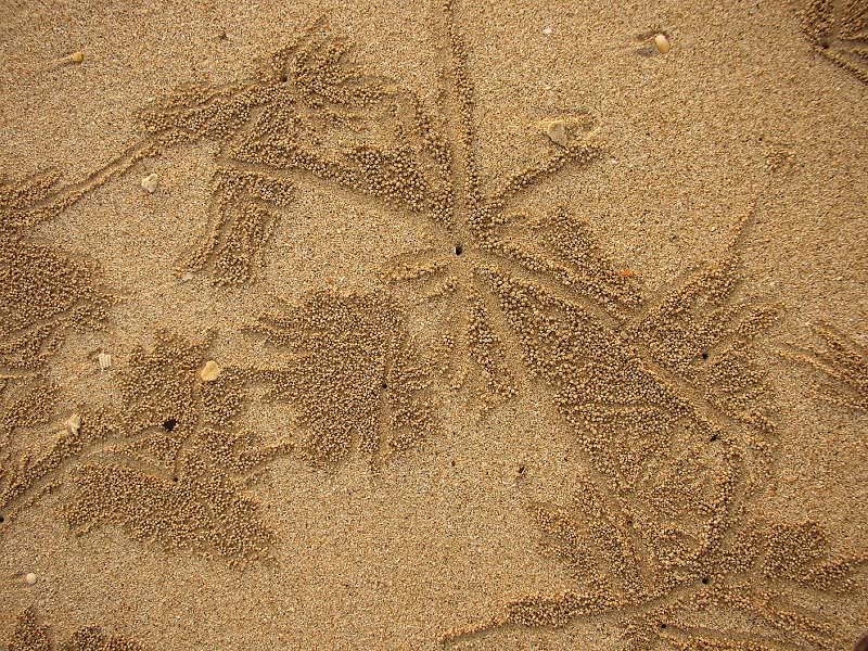 Traces in the sand at Klong Muang Beach, Krabi, Thailan...