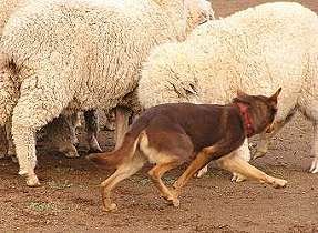 working sheep in yard
