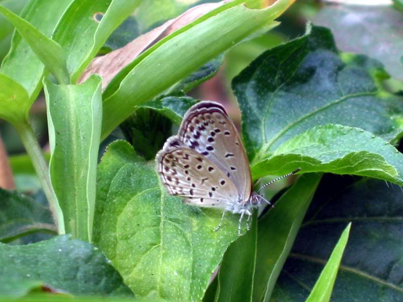 �N���� Dark Grass Blue 021014�s����1.1 Hong Kong Butter...