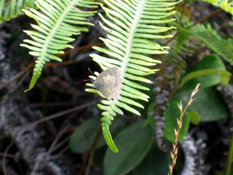 �j���R���� Transparent Six-line Blue 021222���l�sIMG _00...