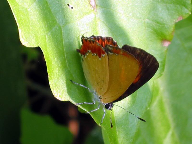 �����m���� Purple Sapphire 021110�����LImg _0102 Hong Ko...