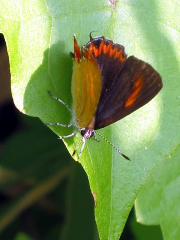 �����m���� Purple Sapphire 021110�����LImg _0106 Hong ...