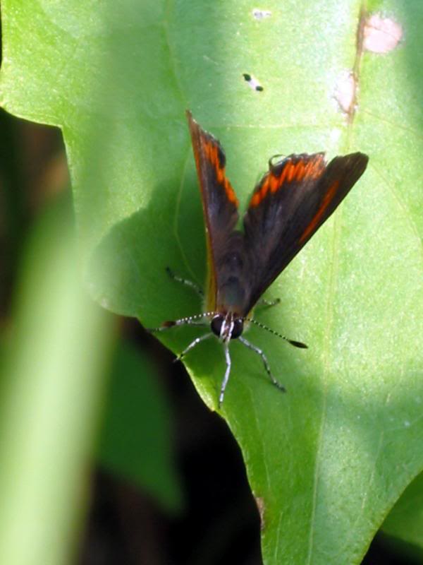 �����m���� Purple Sapphire 021110�����LImg _0116 Hong Ko...