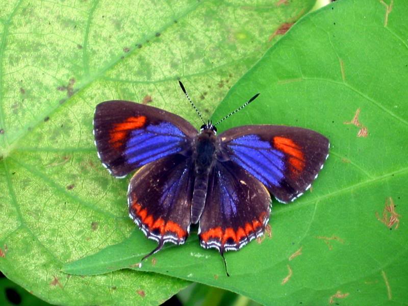 �����m���� Purple Sapphire 031012�������UI mg_0071