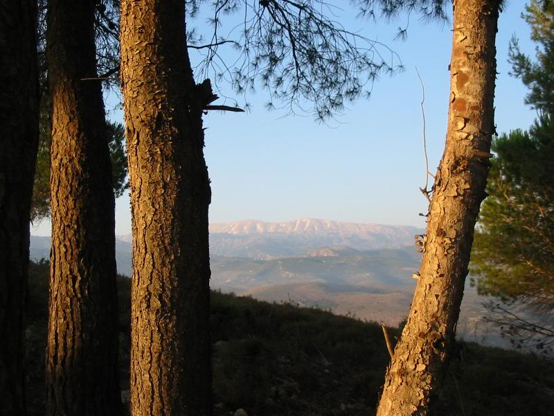 Akkarian mountains , from the pin forest of Gebrayel , ...