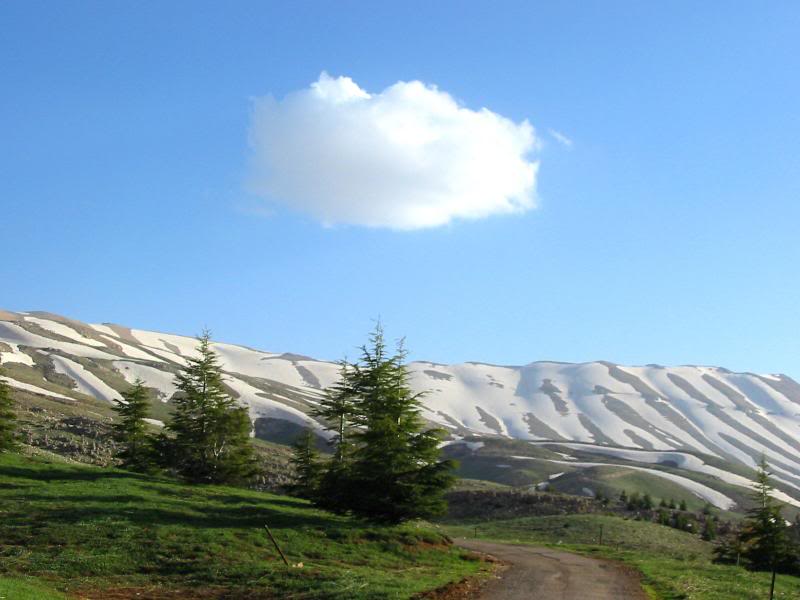 Becharri cedars , The eastern Forest