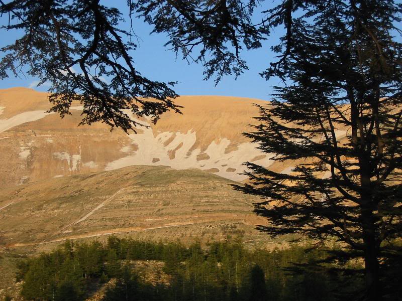 Becharri cedars