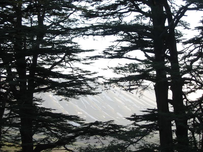 Divine Sunset , Cedars of the God