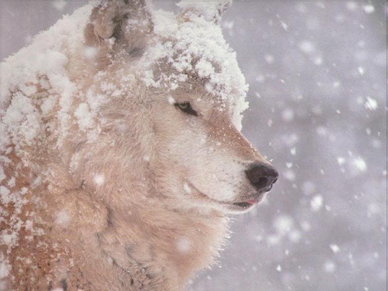 Winter Wolf