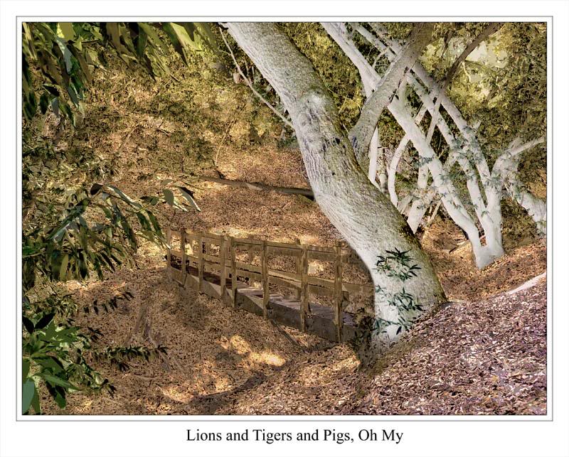 Mountain Lion Country 2