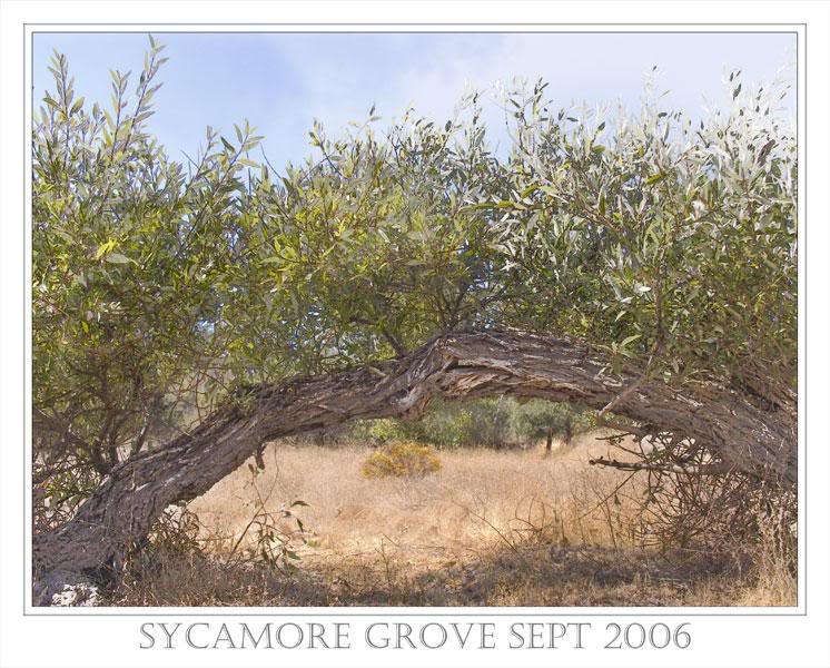 Syc-Grove-Sept_ 2006