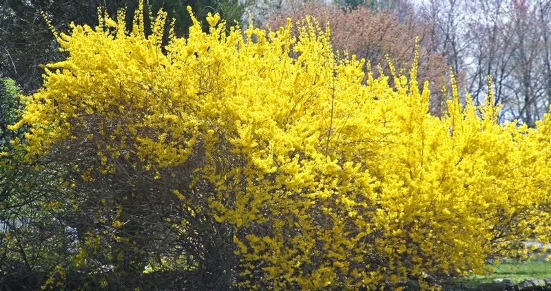 Spring in Randolph, NJ