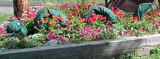 sea serpent youth ind straw division