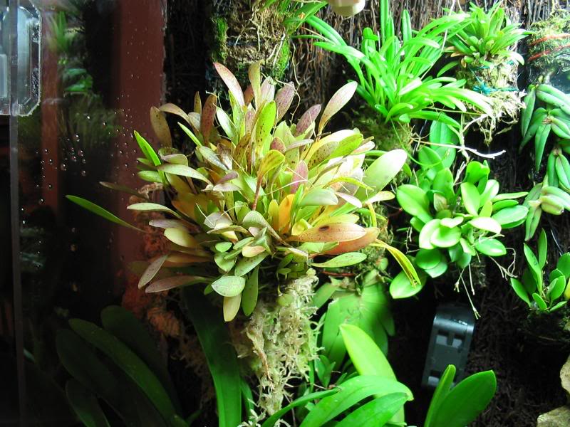 Pleurothalis groybii