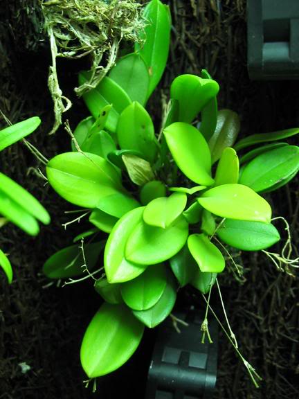 Scaphosepalum ovulare