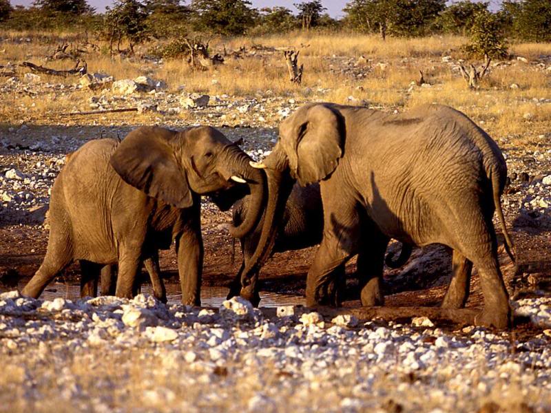 02.Travel Africa Namibia elephants