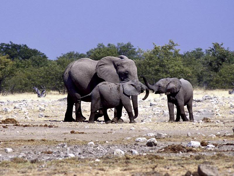 03.Travel Africa,Namibia, elephants