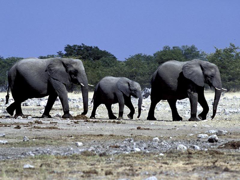 04Travel Africa,Namibia. Wildlife elephants