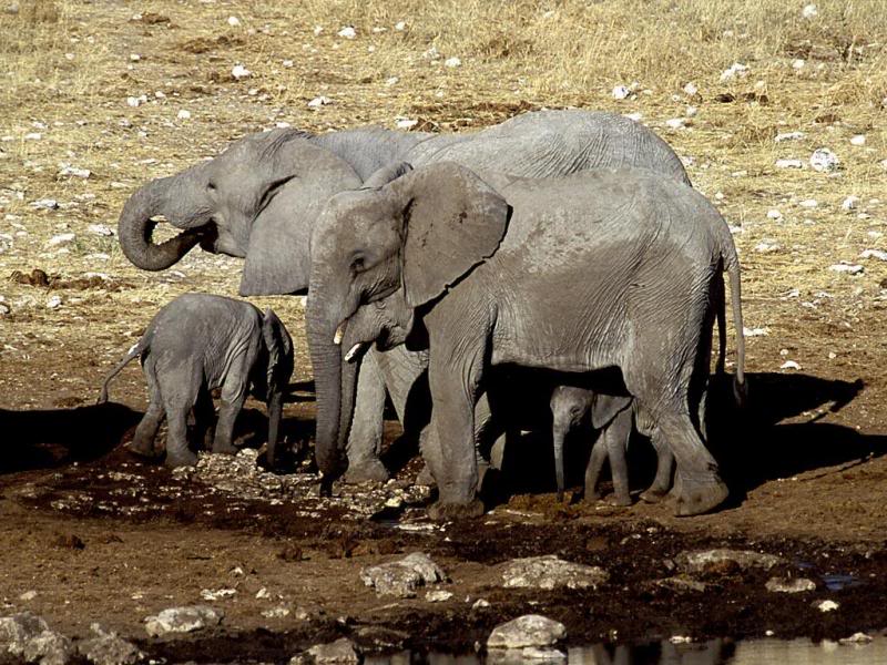 05.Travel Africa,Namibia, elephants