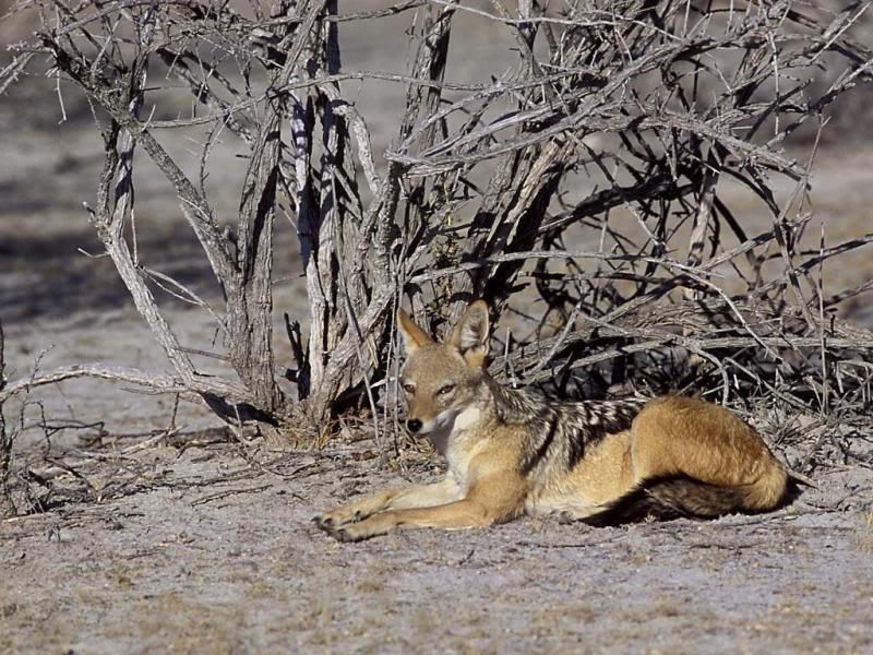 06.Travel Africa Namibia Jackal