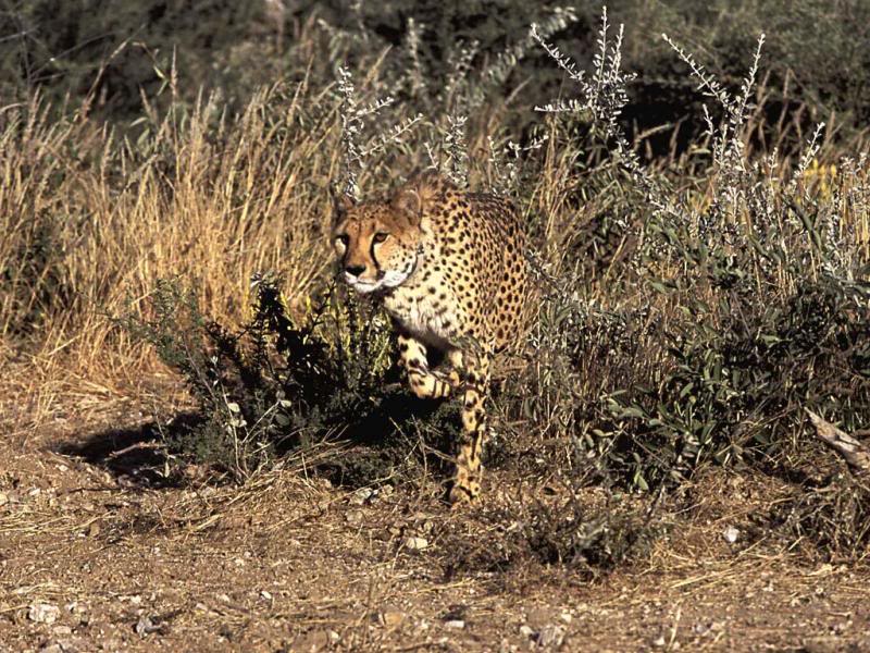 08.Travel Africa Namibia Wildlife cheetah