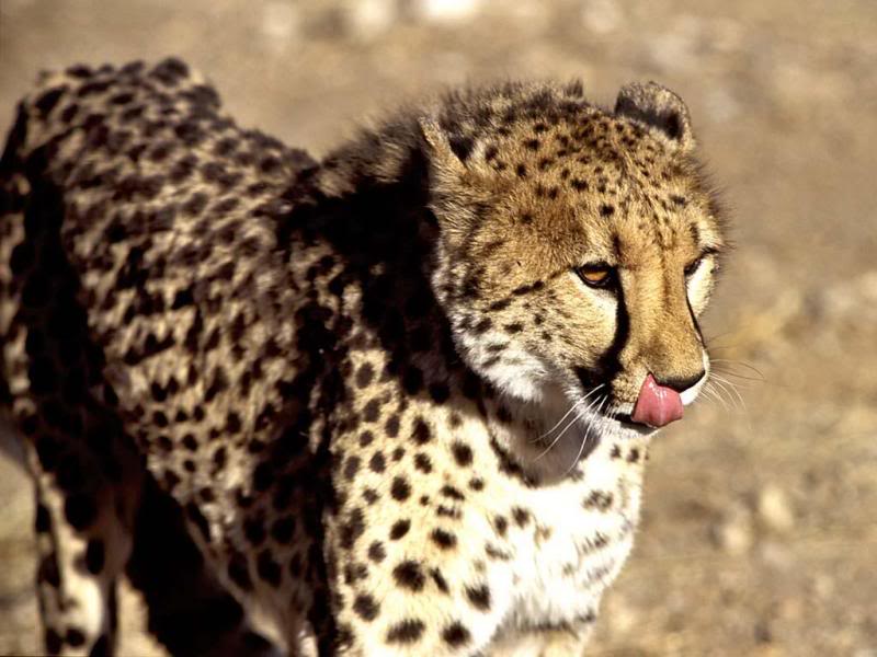 09.Travel Africa Namibia cheetah